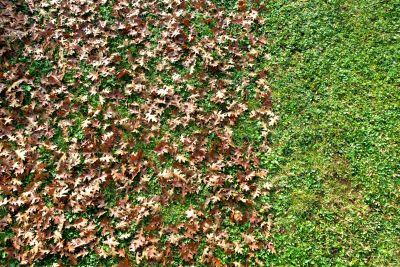 Autumn Lawn with Fallen Leaves