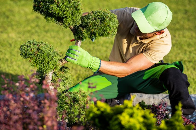 Landscaper Shaping Shrubs