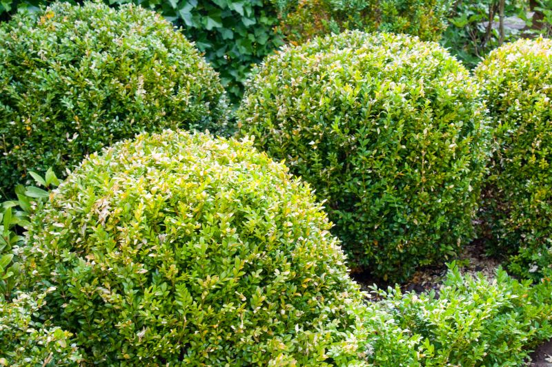 Trimmed Bushes in a Yard