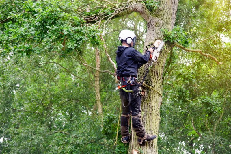 Arborist inspecting shrubs