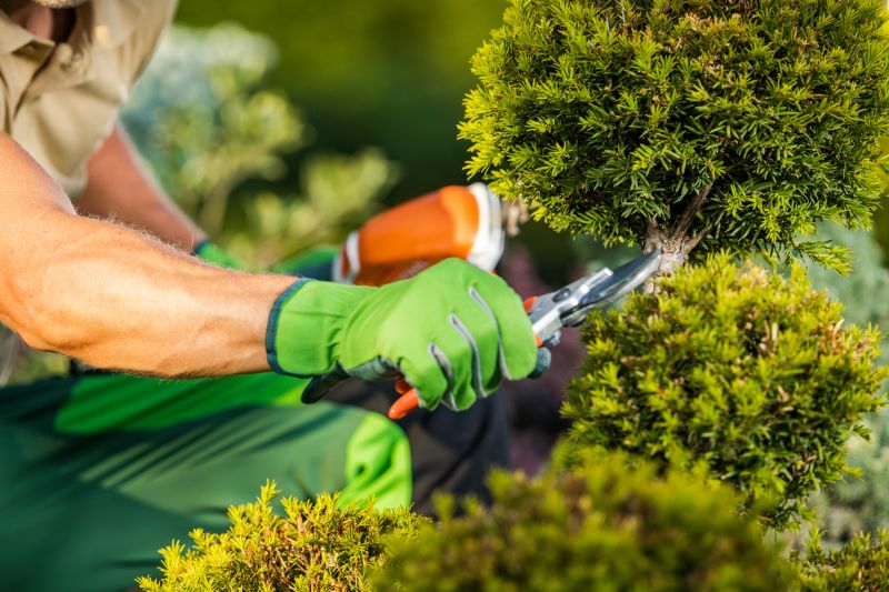Removing large shrubs