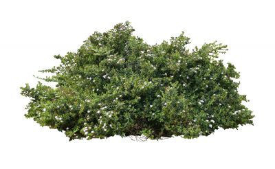 Remove Shrubs from Your Property!